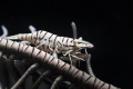   White Crinoid Shrimp  